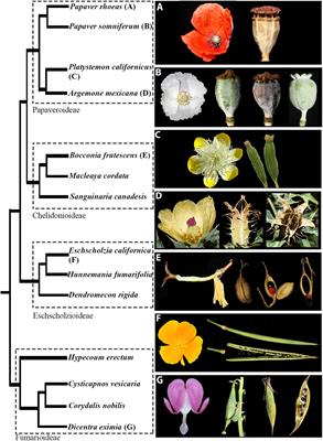Duplication and Diversification of REPLUMLESS – A Case Study in the Papaveraceae